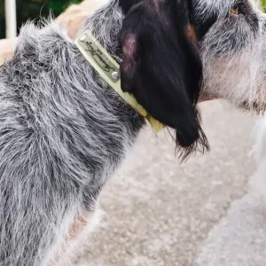 AMV DOGS hundhalsband Artikelnummer: COLLIERCHIENH26