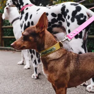AMV DOGS hundhalsband Artikelnummer: COLLIERCHIENH26